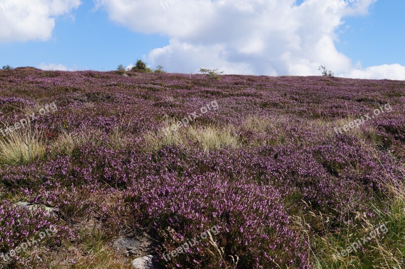 Heathers Mountains Landscape Plants Violet