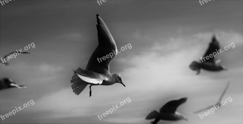 Gulls Animals Birds Snapshot Sky