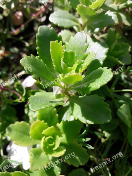 Kalanchoe Nature Flower Green Plant