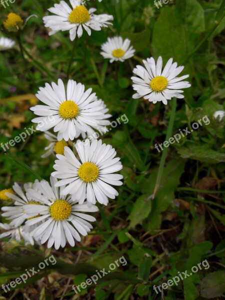 Chamomile Flower Nature Free Photos