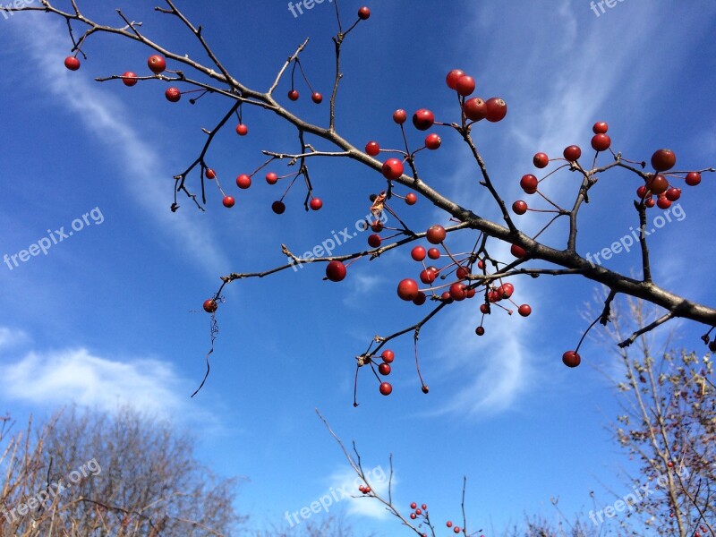 Crab Apples Fruit Branch Tree Autumn