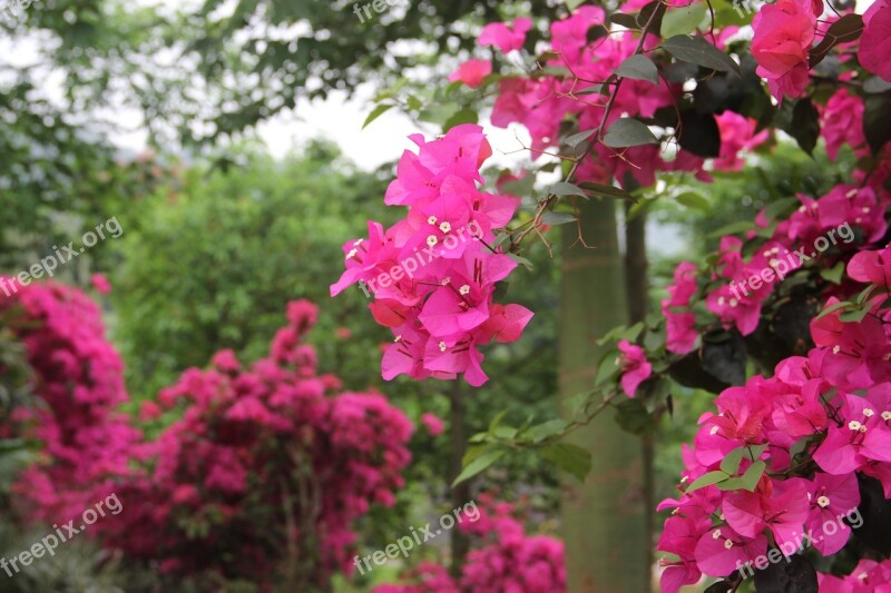 Bougainvillea Flower Plant Powder Bushing