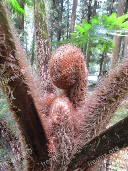 Outdoor Fern Plant Spiral Hairy