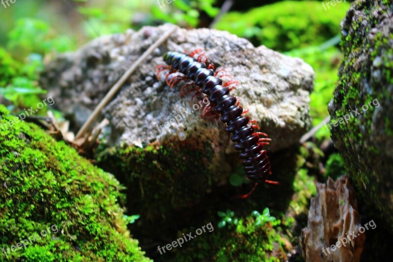 Centipede Scolopendra Insect Brazil Free Photos