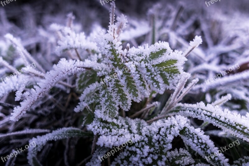 Frost Ice Cold Winter Plant