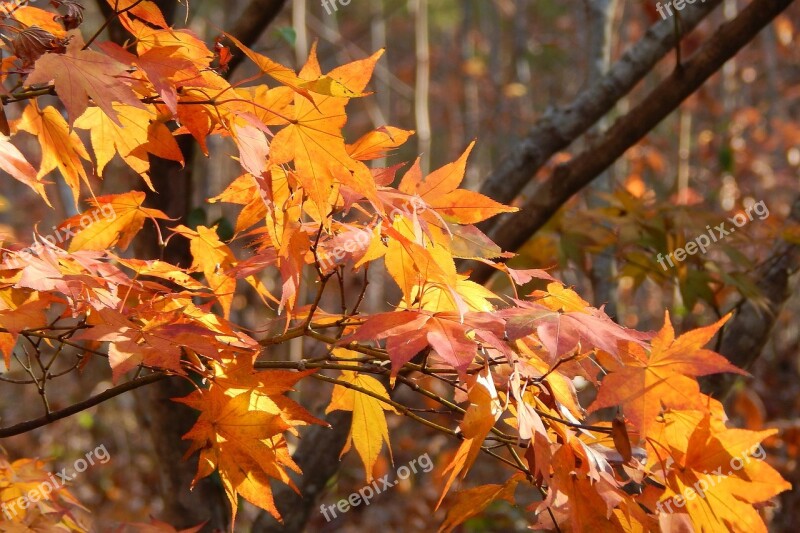 Golden Japanese Maple Japanese Maple Tree Plant Fall Autumn