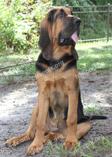 Bloodhound Black Tan Puppy Helmut