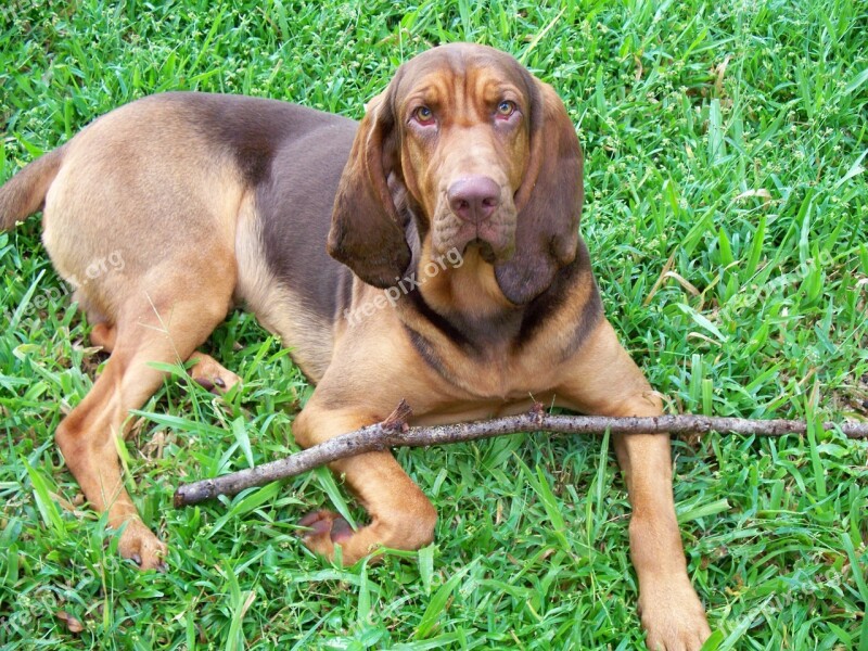 Bloodhound Dog Liver Tan Handsome