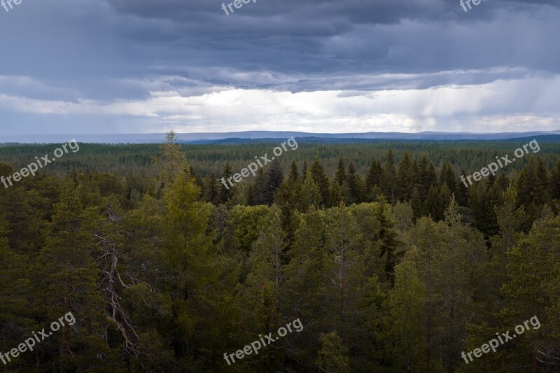 Forest Tree North Rainy Free Photos