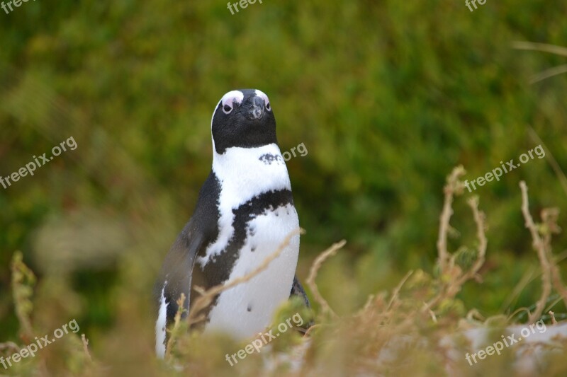 South Africa Cape Penguin Free Photos