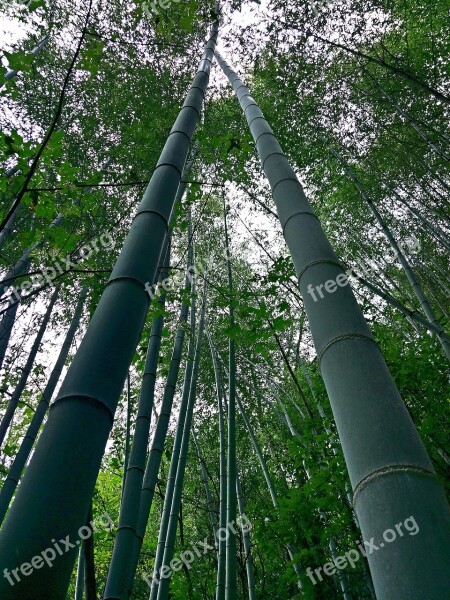 Natural Bamboo Fresh Free Photos