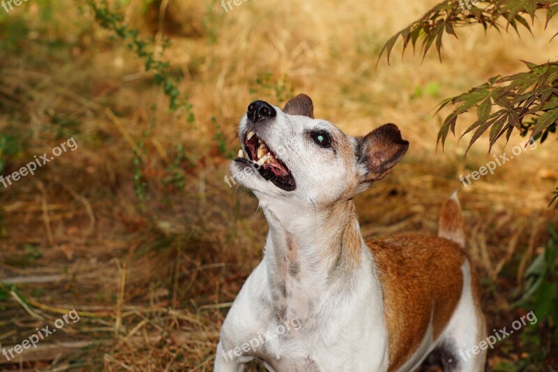 Terrier Dog Animal Parson Russell Purebred Dog