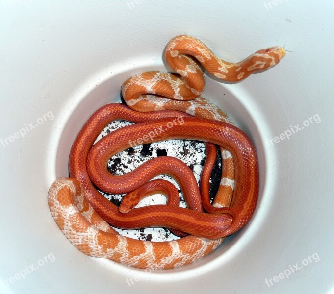 Snake Corn Snake Reptile Creature Animal