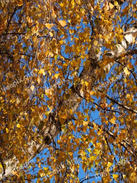 Autumn Leaves Fall Colors Trees Autumn Landscape Forest