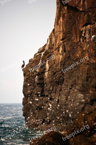 Pelican Bird Birds Mexicanbird Natural