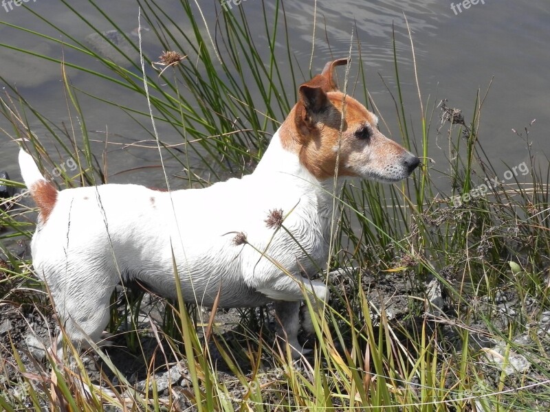 Jack Russel Dog Water Free Photos