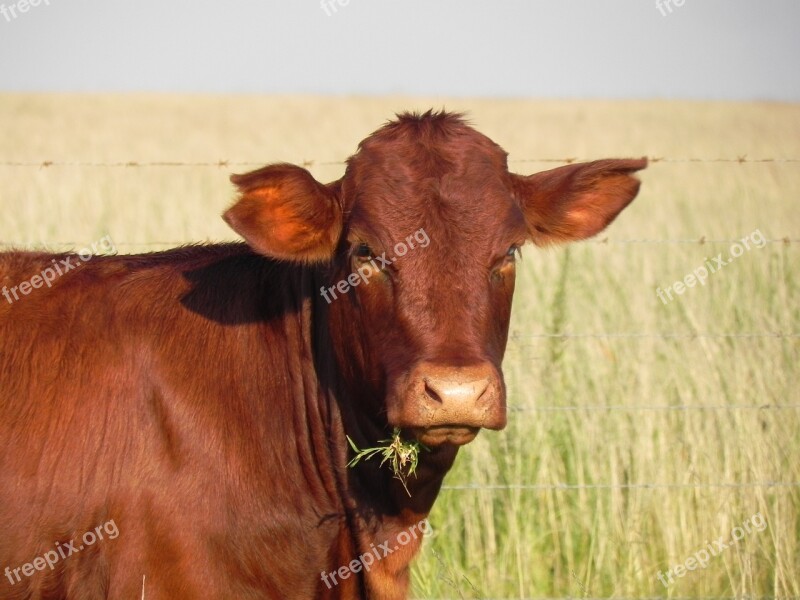 Agriculture Cow Food Grass Farmer