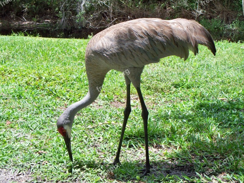 Sandhill Crane Bird Ornithology Animal