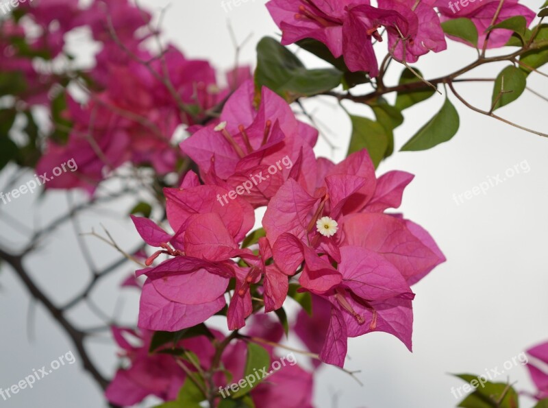 Bougainvillea Pink Paper Flower Plant