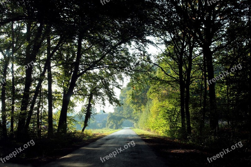 Forest Glade Road Autumn Green