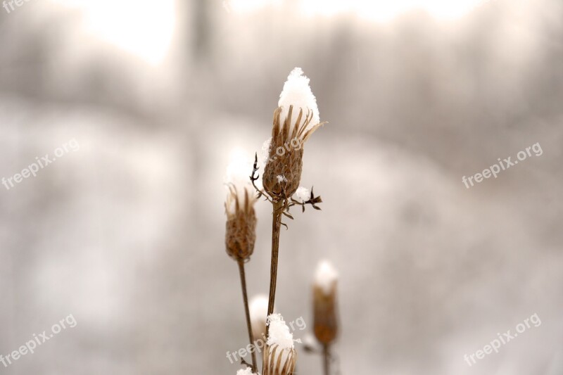 Bud Winter Frost Plant Dry Plant