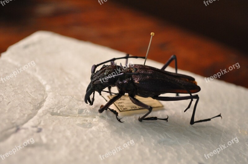 Beetle Insect Tropical Nature Exoskeleton