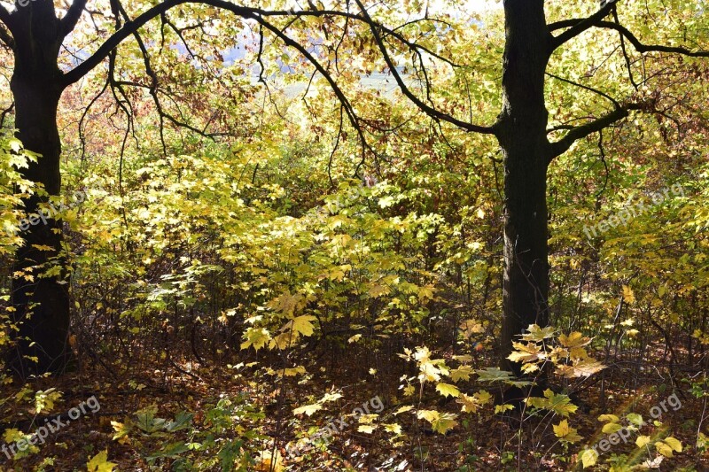 Forest Glade Undergrowth Trees Tree Trunks