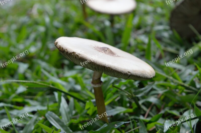 Mushroom Fungi Cap Gill Grass