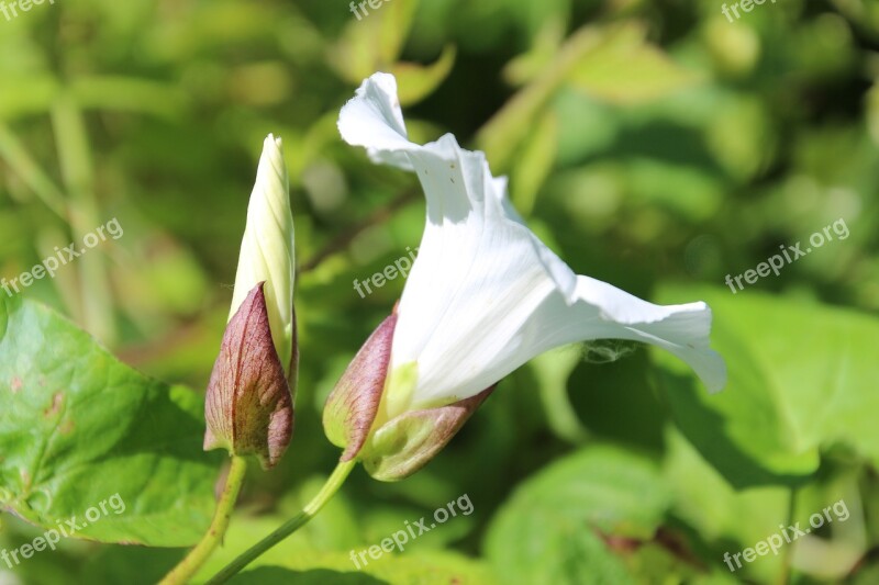 Petunia Nature Flower Spring White