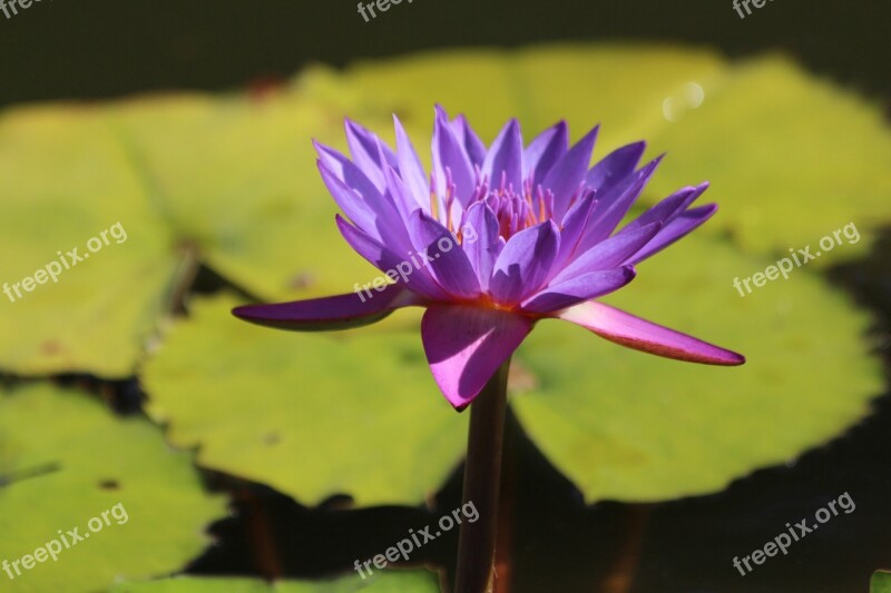 Lily Stellate Nymphaea Nouchali Water Lily Water Plants Plants