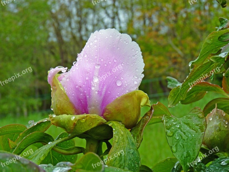 Flower Peony Pink Hatching Button