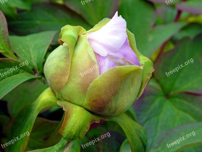 Flower Button Peony Pink Spring