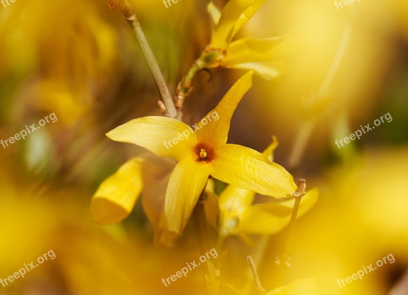 Forsythia Affix Yellow Spring Flowers