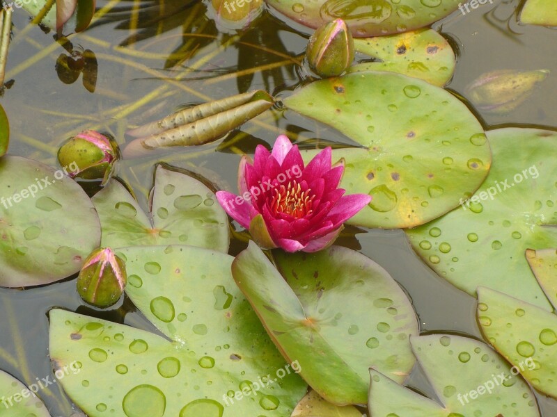 Lotus Flower Plant Fresh Botanical