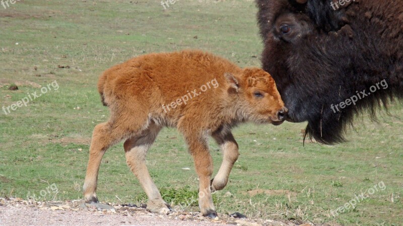 Buffalo Bison Yellowstone National Park National Parks