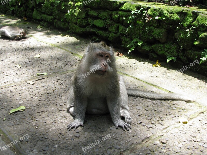 Monkey Bali Ubud Indonesia Free Photos