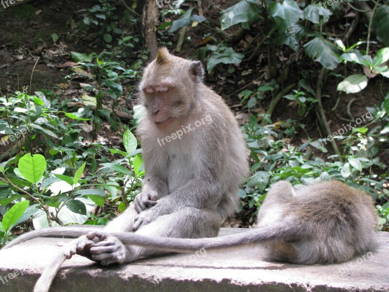 Monkey Sleeping Indonesia Free Photos