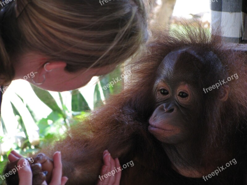 Monkey Bali Primate Nature Free Photos