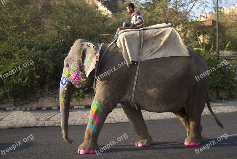 Elephant Festival Mahout Hindu Celebration