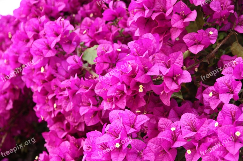 Bougainvillea Flowers Pink Free Photos