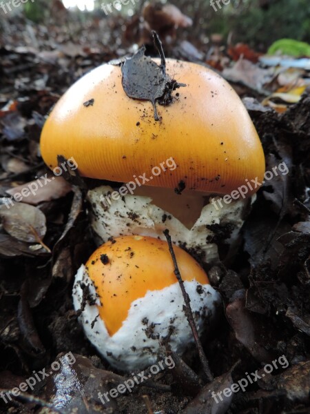 Mushrooms Nature Fungi Natural Park Egg Yolk