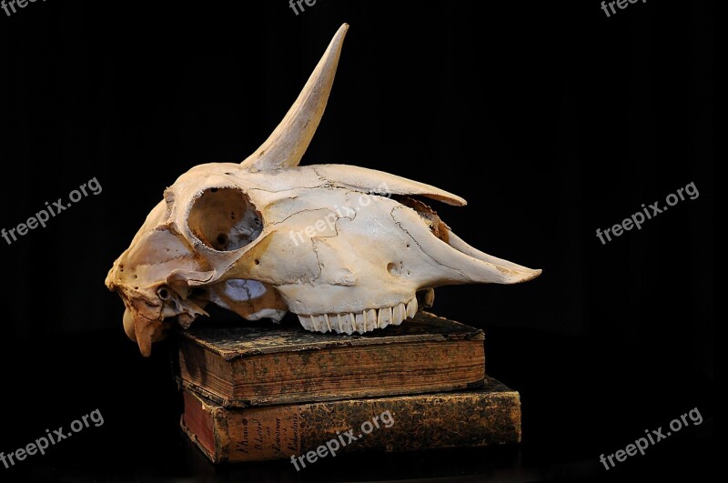 Unicorn Skull Bone Mysticism Free Photos