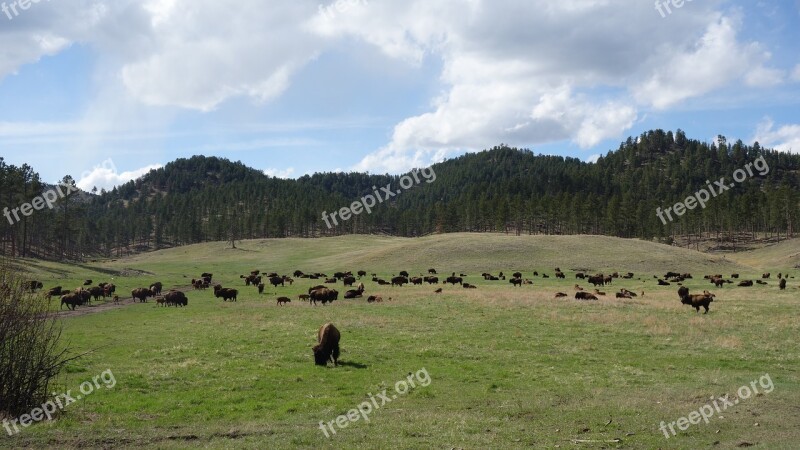 Buffalo Bison Yellowstone National Park National Parks