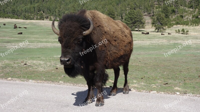 Buffalo Bison Yellowstone National Park National Parks