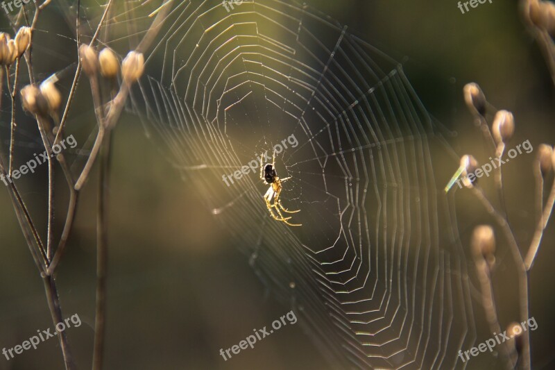 Spider Cobweb Nature Insect Free Photos