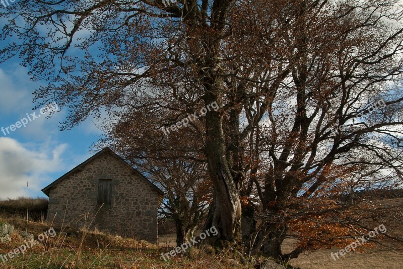 Lozere Berger Buron Beech Free Photos