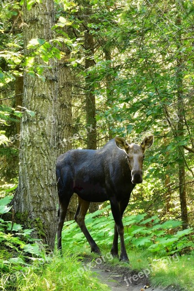 Moose Cow Young Wildlife Nature