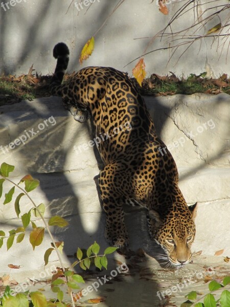 Jaguar Drinking Big Cat Carnivore Feline