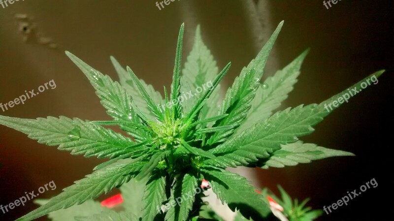 Marijuana Plant Green Thc Free Photos