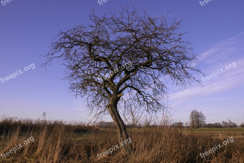 Tree Leafless Autumn Meadows Branches